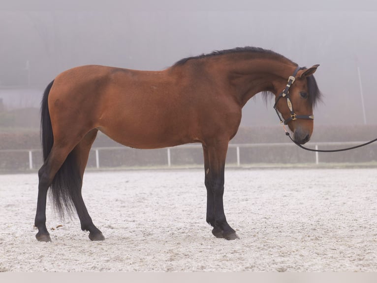 Andaluces Yegua 5 años 153 cm Castaño in Neustadt (Wied)