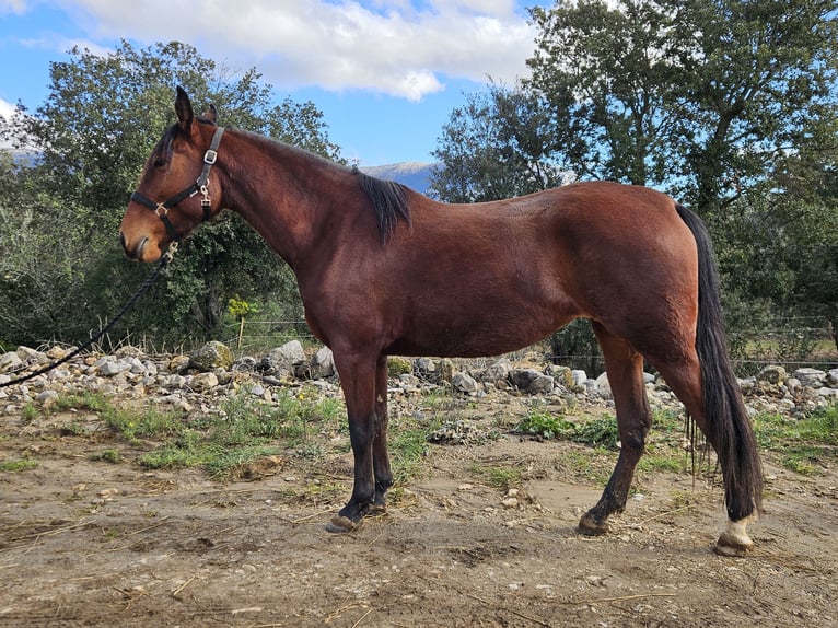 Andaluces Yegua 5 años 154 cm in Zerf