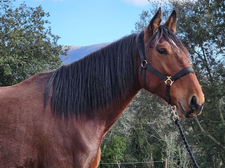 Andaluces Yegua 5 años 154 cm in Zerf