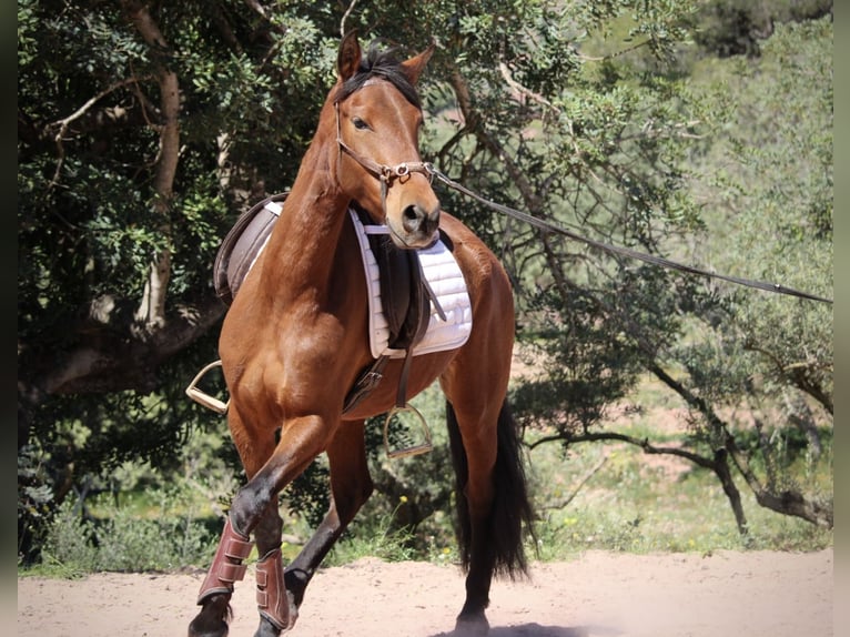 Andaluces Mestizo Yegua 5 años 155 cm Castaño in Valencia