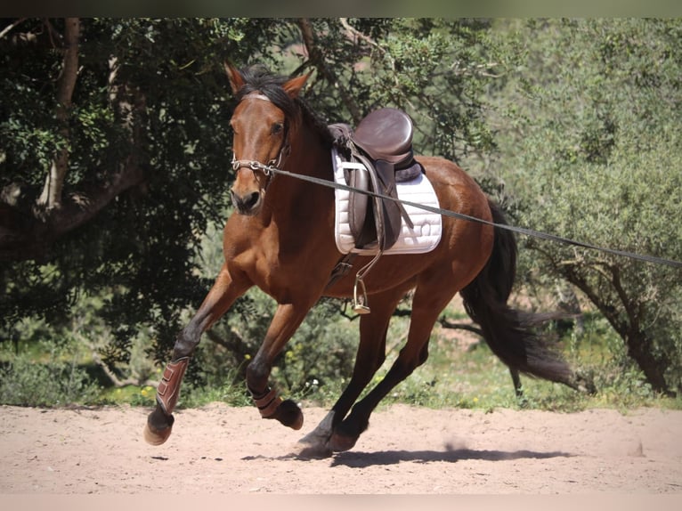 Andaluces Mestizo Yegua 5 años 155 cm Castaño in Valencia