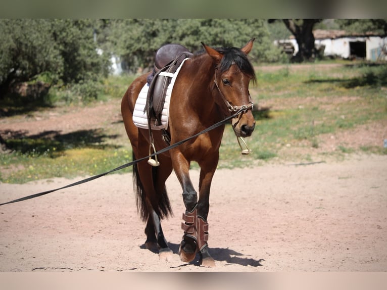 Andaluces Mestizo Yegua 5 años 155 cm Castaño in Valencia