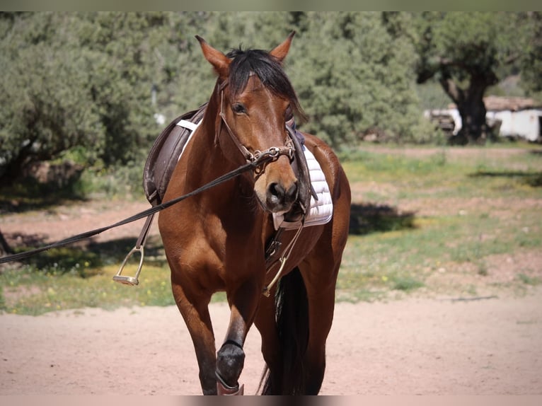 Andaluces Mestizo Yegua 5 años 155 cm Castaño in Valencia