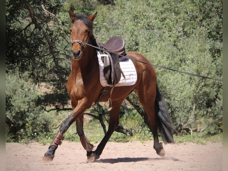 Andaluces Mestizo Yegua 5 años 155 cm Castaño in Valencia