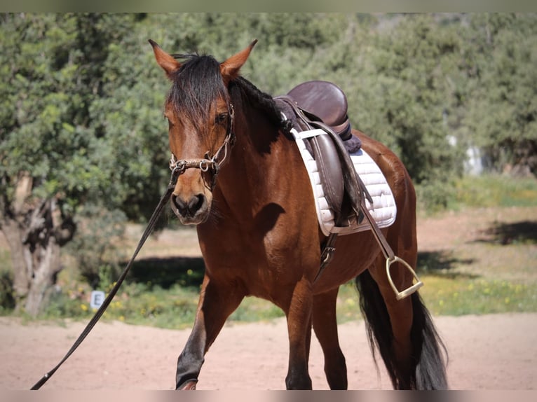 Andaluces Mestizo Yegua 5 años 155 cm Castaño in Valencia