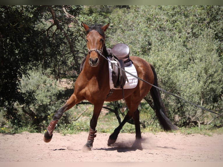 Andaluces Mestizo Yegua 5 años 155 cm Castaño in Valencia