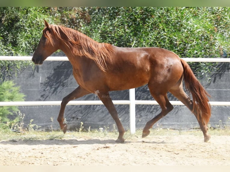 Andaluces Yegua 5 años 157 cm Alazán in Provinz Malaga