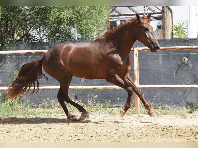 Andaluces Yegua 5 años 157 cm Alazán in Provinz Malaga