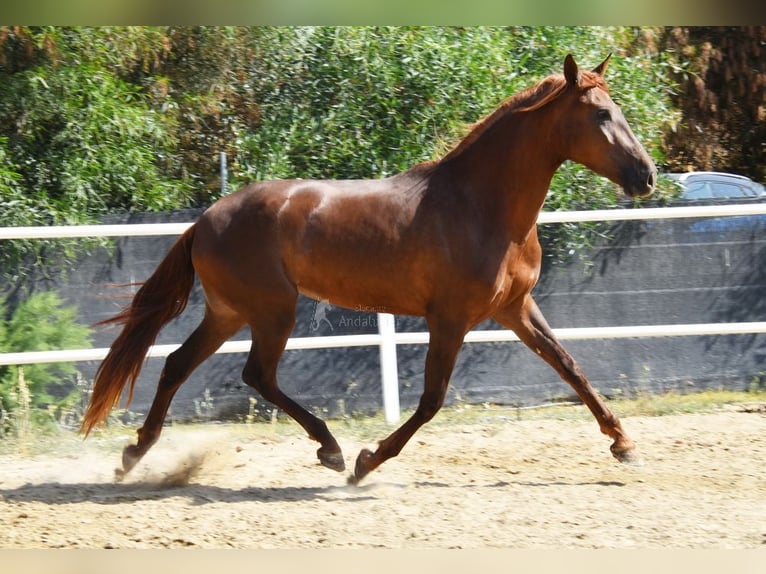 Andaluces Yegua 5 años 157 cm Alazán in Provinz Malaga