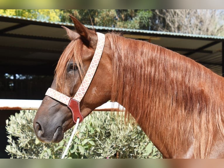Andaluces Yegua 5 años 157 cm Alazán in Provinz Malaga