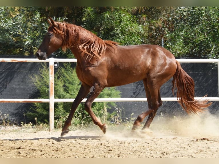 Andaluces Yegua 5 años 157 cm Alazán in Provinz Malaga