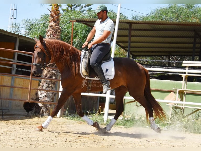 Andaluces Yegua 5 años 157 cm Alazán in Provinz Malaga