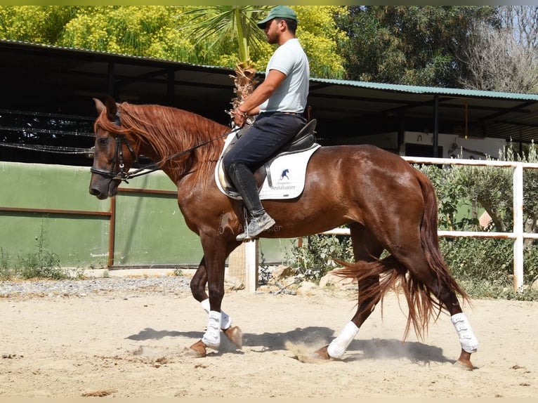 Andaluces Yegua 5 años 157 cm Alazán in Provinz Malaga