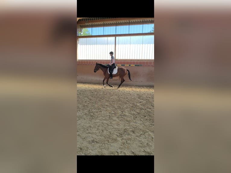 Andaluces Yegua 5 años 157 cm Castaño in Waldeck