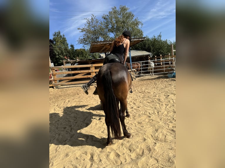 Andaluces Mestizo Yegua 5 años 158 cm Negro in Freudenberg