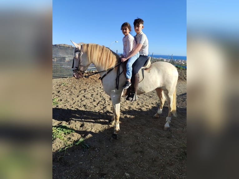 Andaluces Yegua 5 años 159 cm Perlino in Pozoblanco