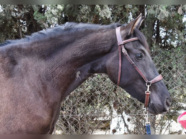 Andaluces Yegua 5 años 160 cm Negro in Provinz Granada