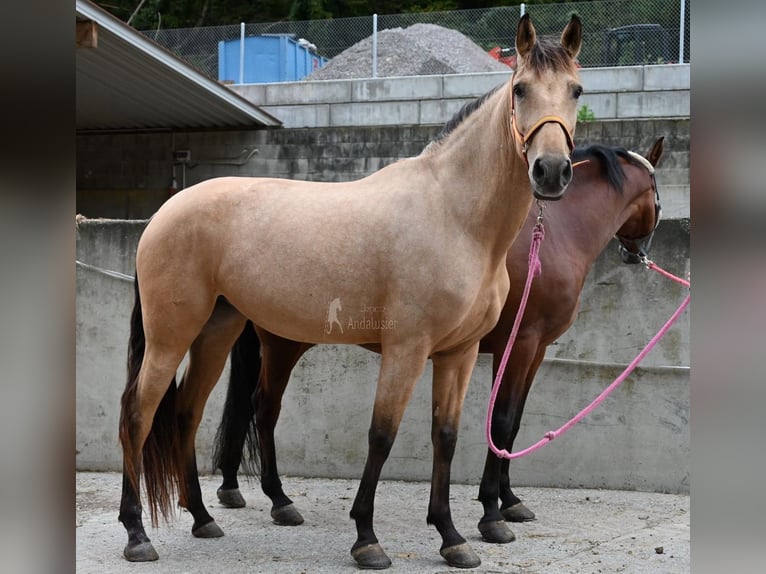 Andaluces Yegua 5 años 161 cm Bayo in Provinz Malaga