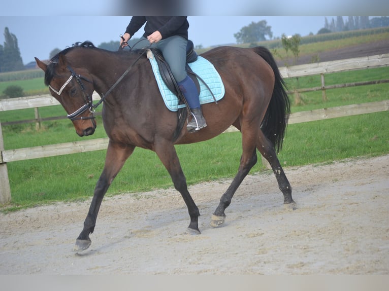 Andaluces Yegua 5 años 162 cm Castaño in Breda