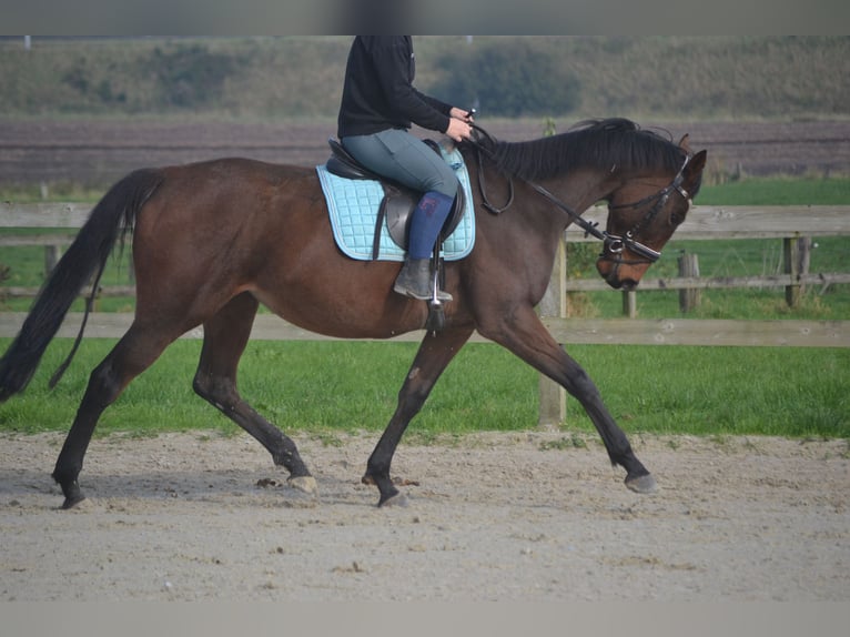 Andaluces Yegua 5 años 162 cm Castaño in Breda