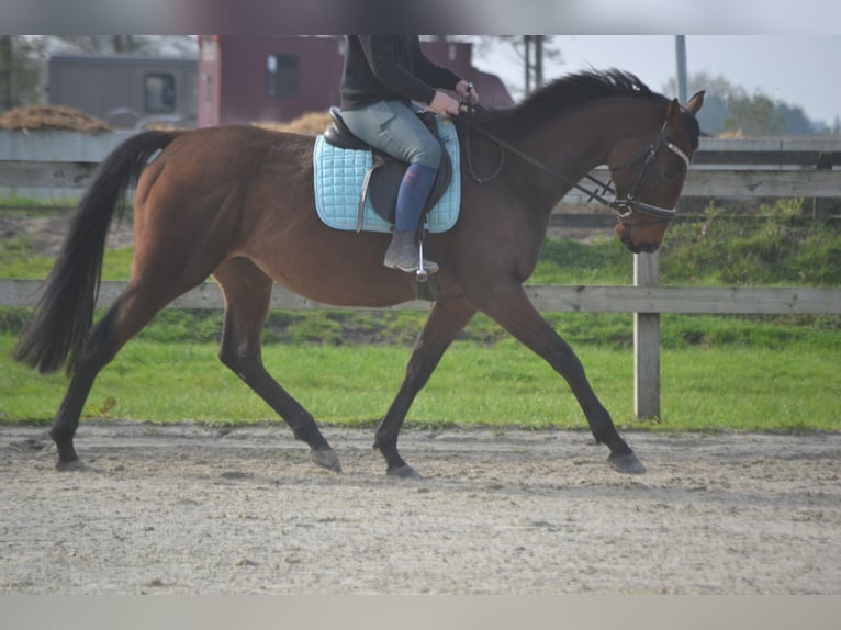 Andaluces Yegua 5 años 162 cm Castaño in Breda