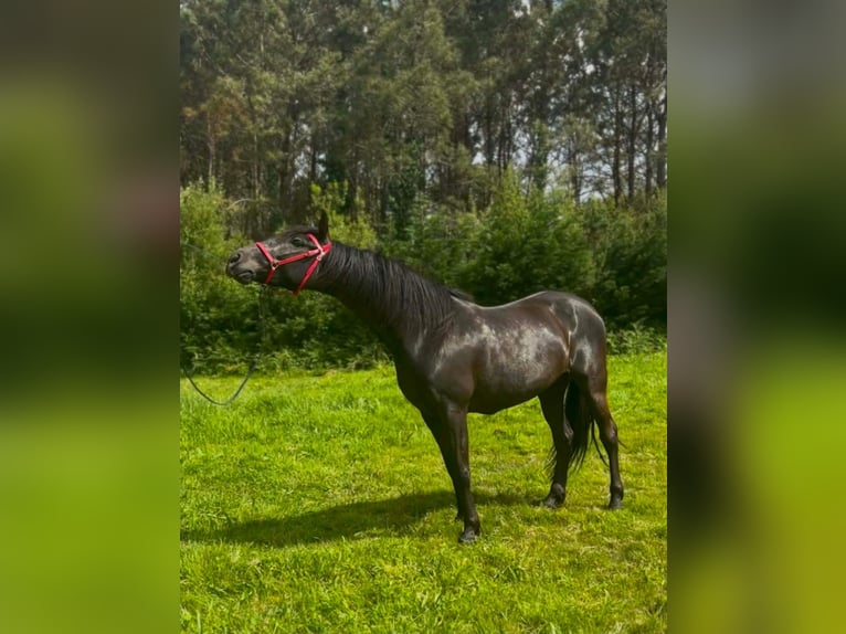 Andaluces Yegua 5 años 163 cm Negro in Valdepeñas