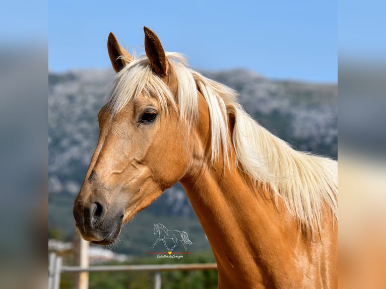 Andaluces Yegua 5 años 163 cm Palomino in Malaga