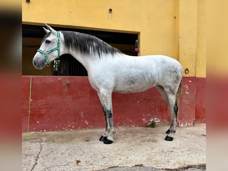 Andaluces Yegua 5 años 163 cm Tordo in Terrassa