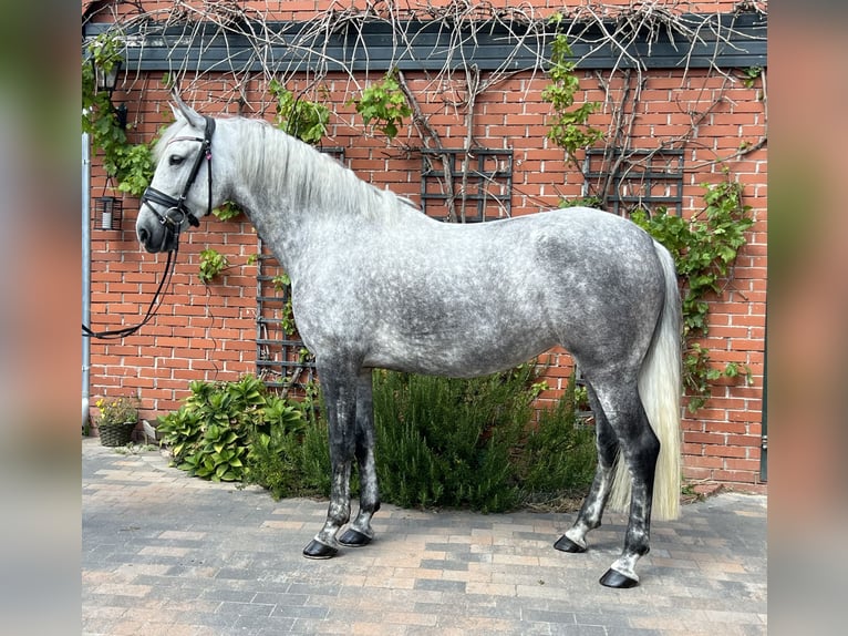 Andaluces Yegua 5 años 164 cm Tordo in Martfeld