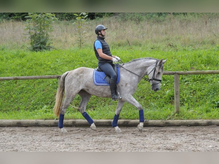 Andaluces Yegua 5 años 164 cm Tordo in Wellheim