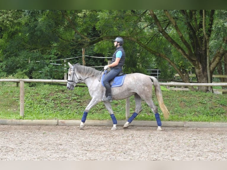 Andaluces Yegua 5 años 164 cm Tordo in Wellheim