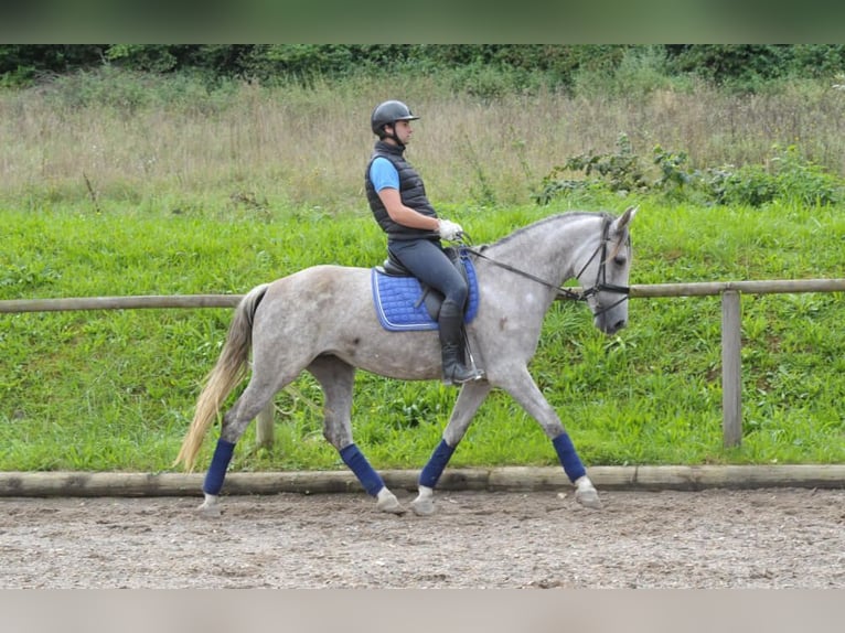 Andaluces Yegua 5 años 164 cm Tordo in Wellheim