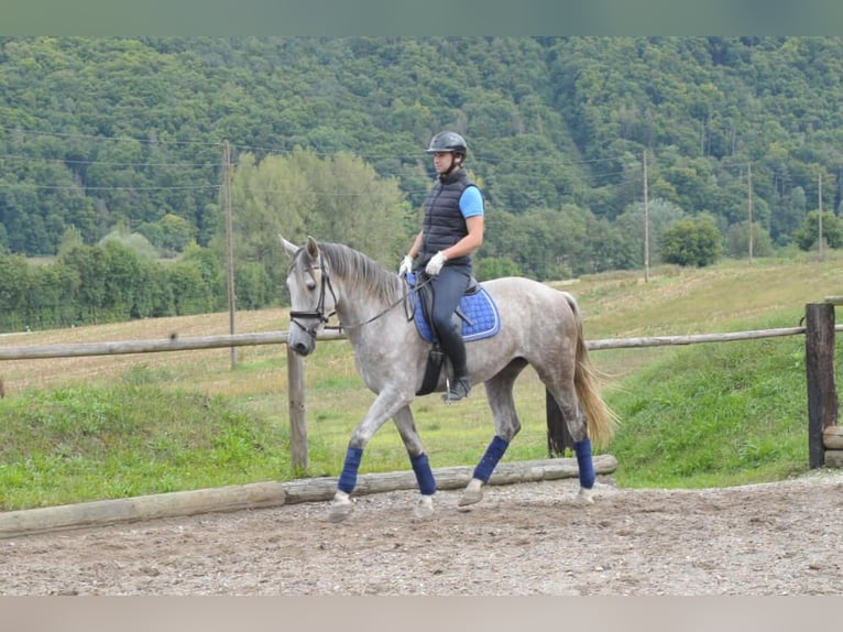 Andaluces Yegua 5 años 164 cm Tordo in Wellheim