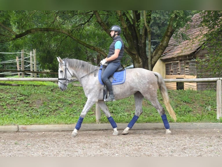 Andaluces Yegua 5 años 164 cm Tordo in Wellheim