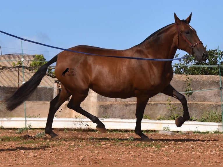 Andaluces Yegua 5 años 170 cm Castaño in Menorca