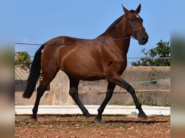 Andaluces Yegua 5 años 170 cm Castaño in Menorca