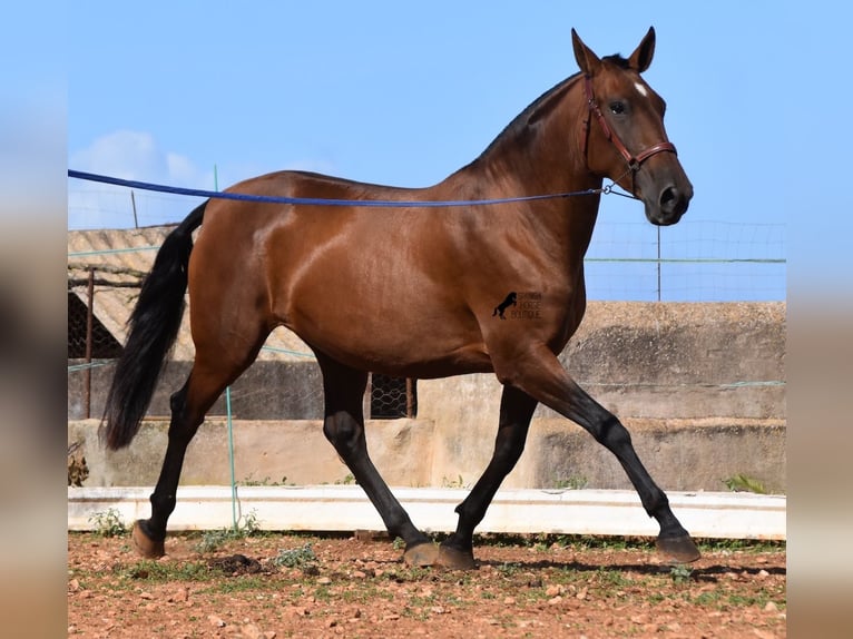 Andaluces Yegua 5 años 170 cm Castaño in Menorca