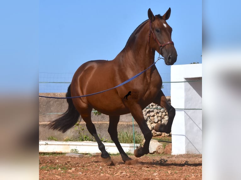 Andaluces Yegua 5 años 170 cm Castaño in Menorca