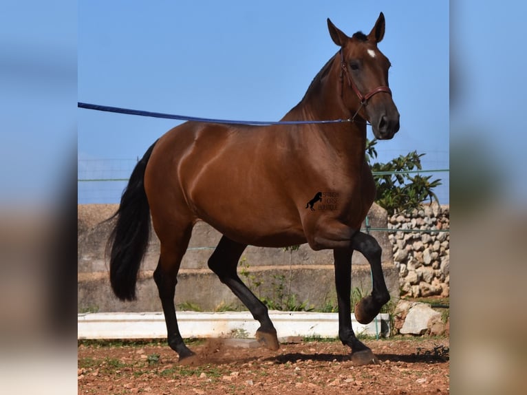 Andaluces Yegua 5 años 170 cm Castaño in Menorca