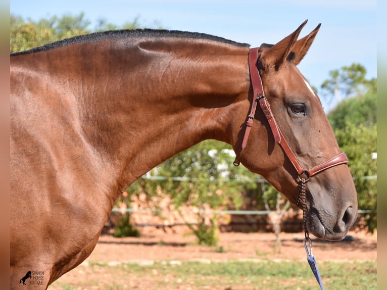 Andaluces Yegua 5 años 170 cm Castaño in Menorca