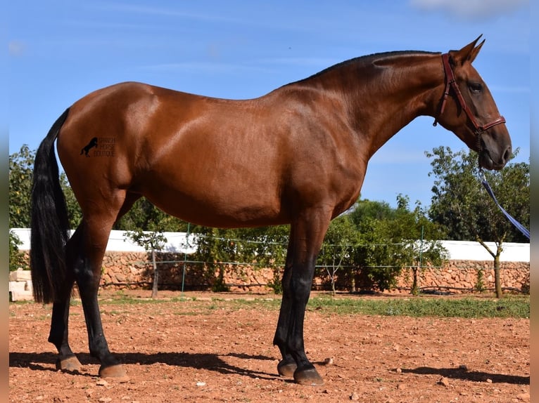 Andaluces Yegua 5 años 170 cm Castaño in Menorca