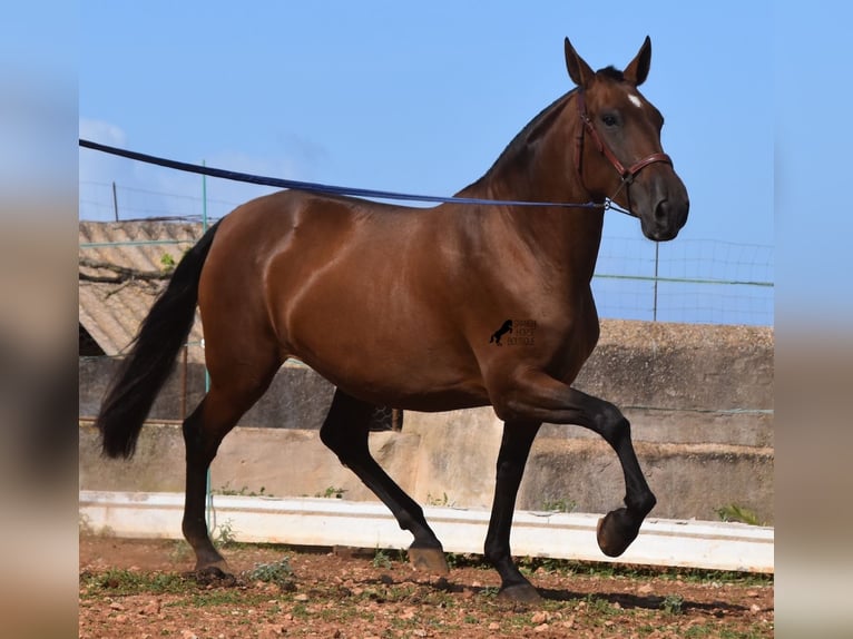 Andaluces Yegua 5 años 170 cm Castaño in Menorca