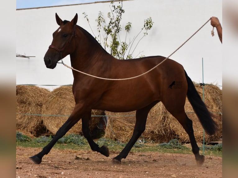 Andaluces Yegua 5 años 170 cm Castaño in Menorca