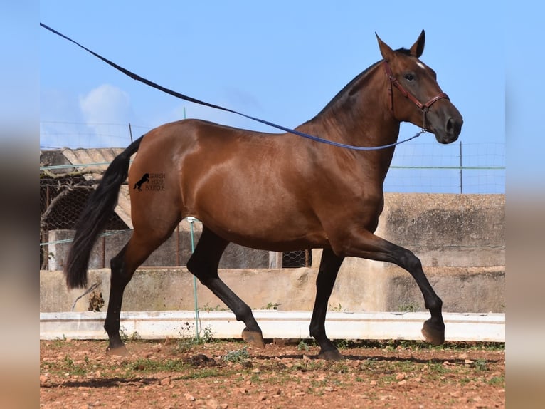 Andaluces Yegua 5 años 170 cm Castaño in Menorca