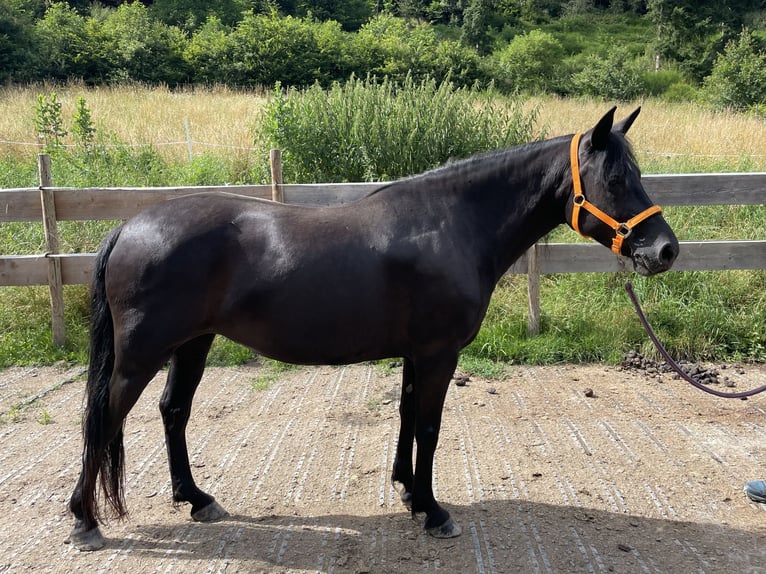 Andaluces Mestizo Yegua 6 años 148 cm Negro in Heinzenberg