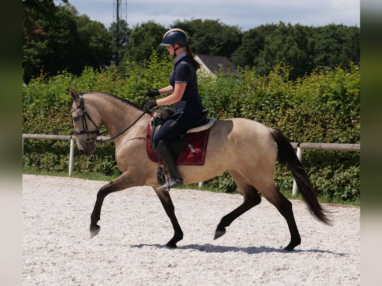Andaluces Yegua 6 años 153 cm Bayo in Neustadt (Wied)