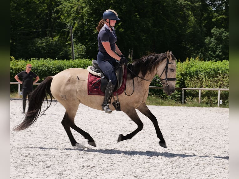 Andaluces Yegua 6 años 153 cm Bayo in Neustadt (Wied)