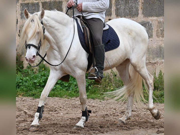 Andaluces Yegua 6 años 153 cm Cremello in Mallorca
