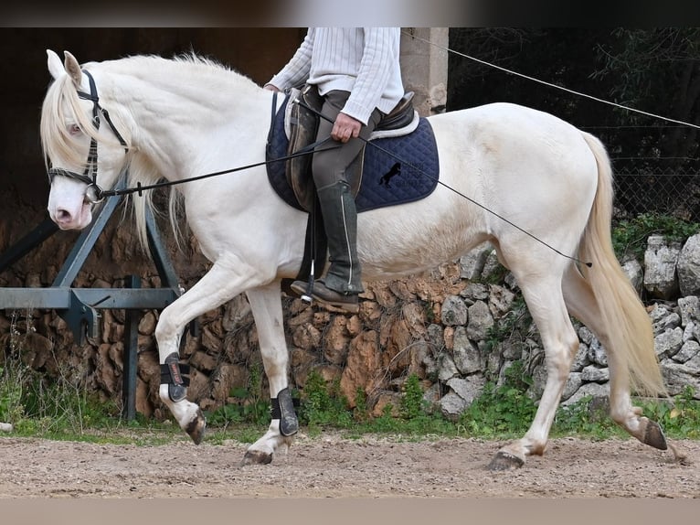 Andaluces Yegua 6 años 153 cm Cremello in Mallorca