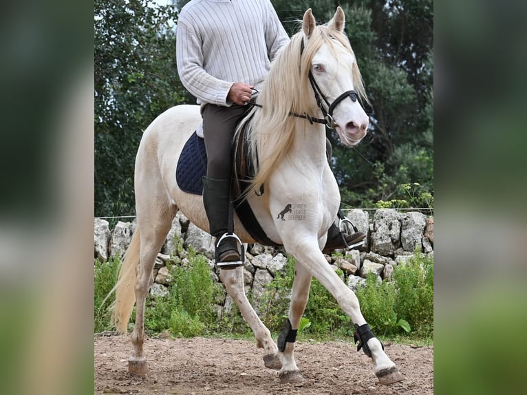 Andaluces Yegua 6 años 153 cm Cremello in Mallorca